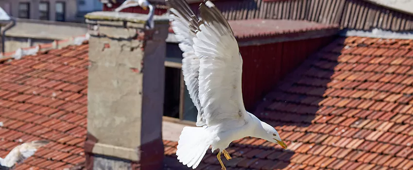 Residential Chimney Animal Removal Solution in Groves, TX