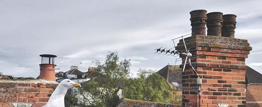 Chimney Cleaning And Restoration in Groves, Texas